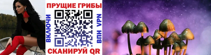купить  цена  OMG ONION  Псилоцибиновые грибы Cubensis  Рыльск 